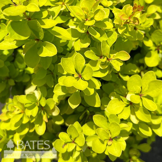 #1 Berberis thun Golden Jackpot/ Barberry