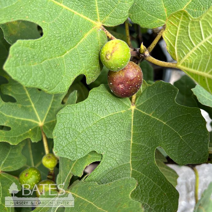 Edible #2 Ficus carica Fignomenal/ Dwarf Fig - No Warranty