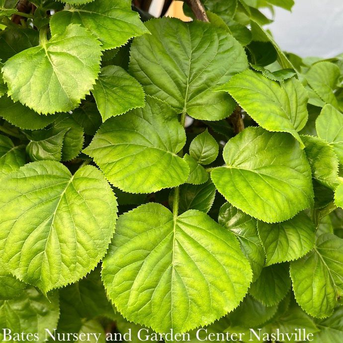 Topiary Espalier #10 Hydrangea anomala petiolaris/ Climbing on Trellis