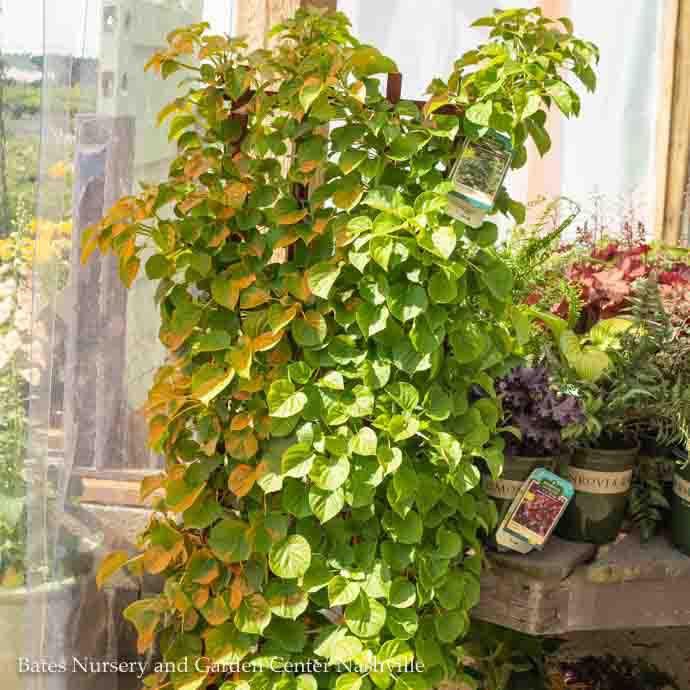 Topiary Espalier #10 Hydrangea anomala petiolaris/ Climbing on Trellis
