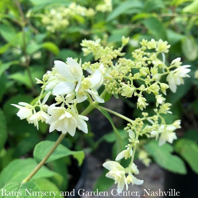 #3 Hydrangea arb Hayes Starburst/ Compact Smooth White Native (TN)