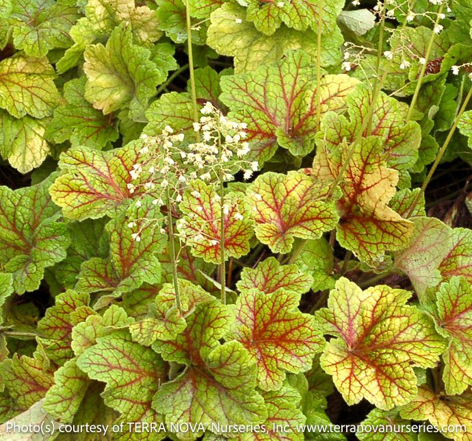 QP Heuchera x Electra/ Coral Bells