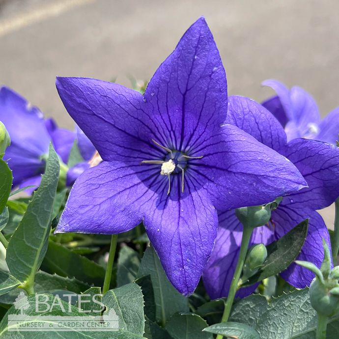 #1 Platycodon grand Pop Star Blue/ Balloon Flower