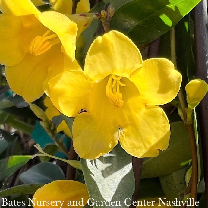 #1 Gelsemium sempervirens/ Carolina Jessamine, Jasmine Native (TN)