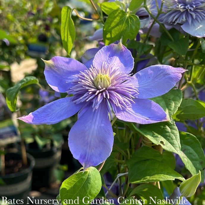 #1 Clematis x Blue Light