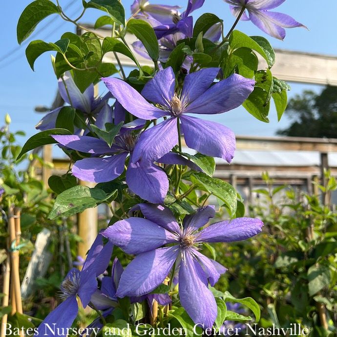 #1 Clematis x Blue Light