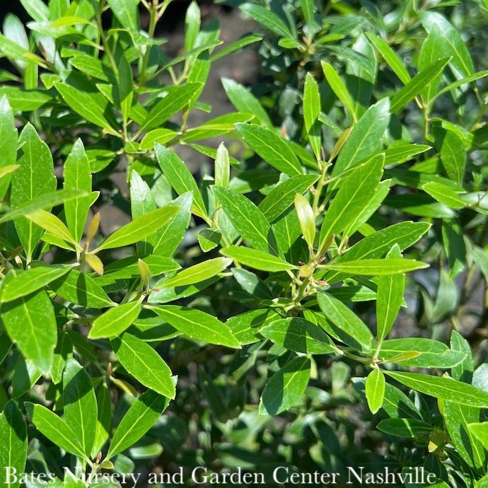 #3 Ilex glabra PW Gem Box/ Inkberry Holly (female) Native (R)