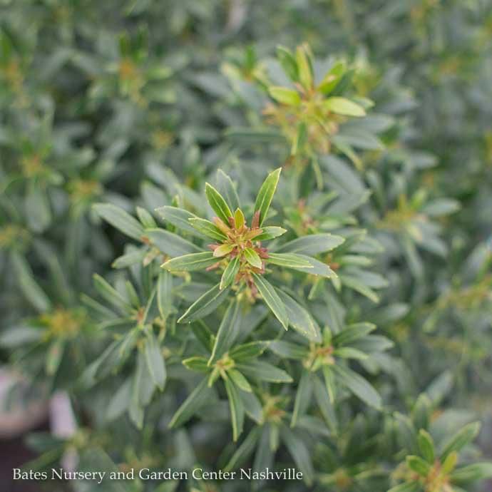#3 Ilex glabra PW Gem Box/ Inkberry Holly (female) Native (R)