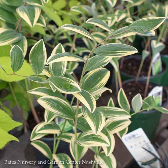 #1 Polygonatum odoratum var pluriflorum Variegatum/ Variegated Solomon&#39;s Seal