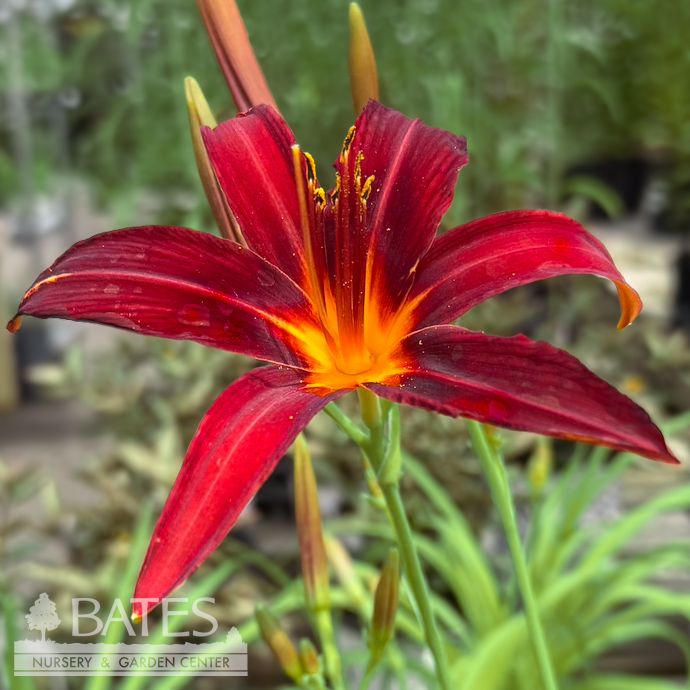 #1 Hemerocallis Ming Toy/ Red Daylily