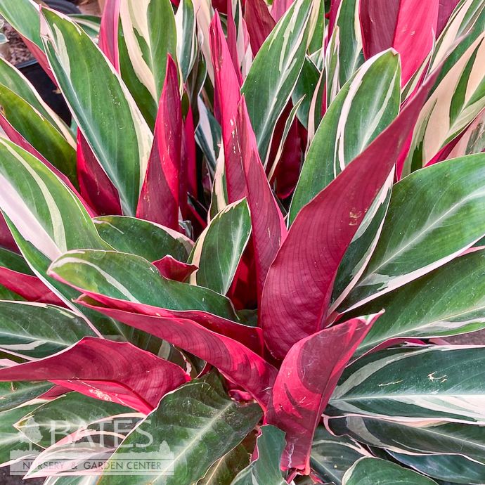 Tropical 10p! Stromanthe Triostar/ Peacock Plant