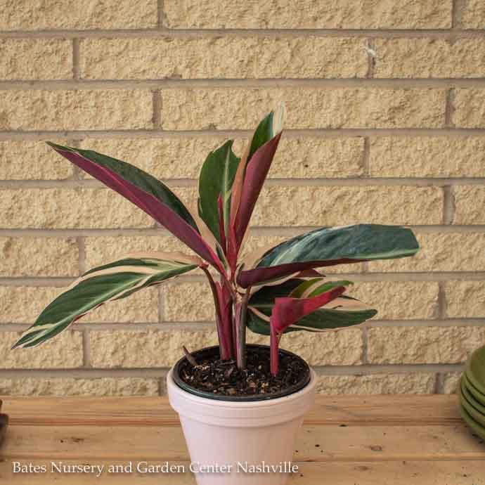 6p! Stromanthe Triostar/ Peacock Plant /Tropical