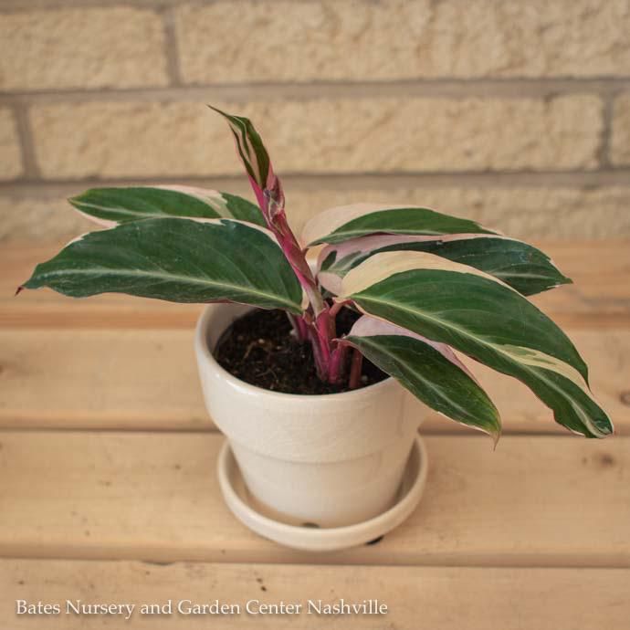6p! Stromanthe Triostar/ Peacock Plant /Tropical