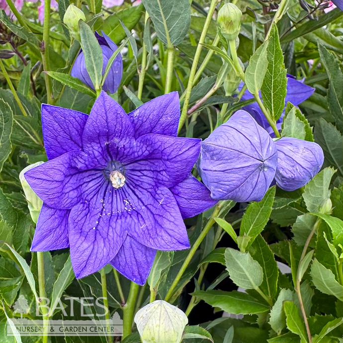 #1 Platycodon grand Double Blue/ Balloon Flower