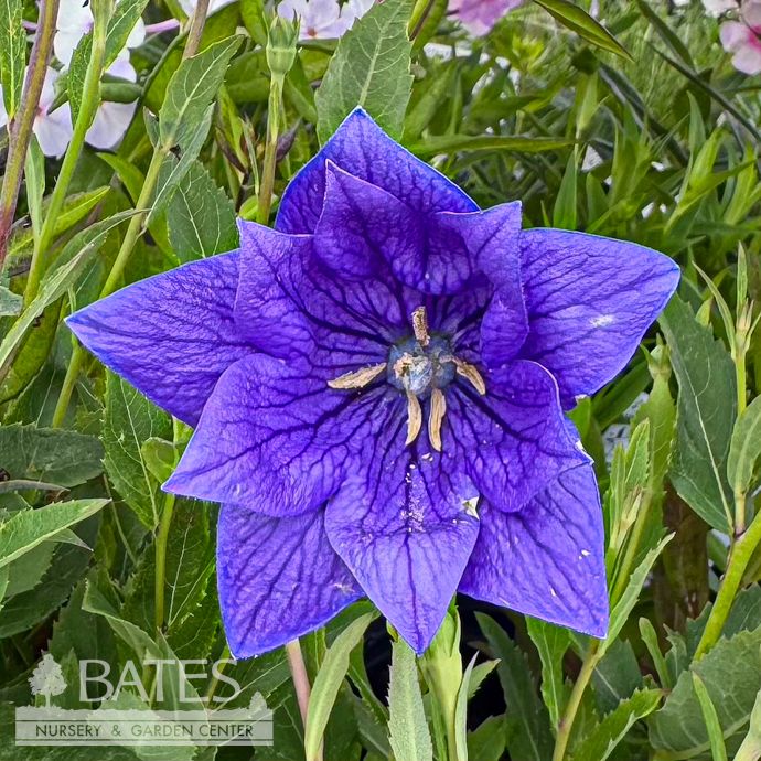 #1 Platycodon grand Double Blue/ Balloon Flower