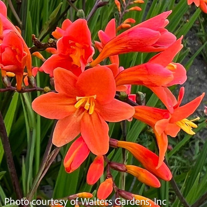#1 Crocosmia Peach Melba/ Montbretia