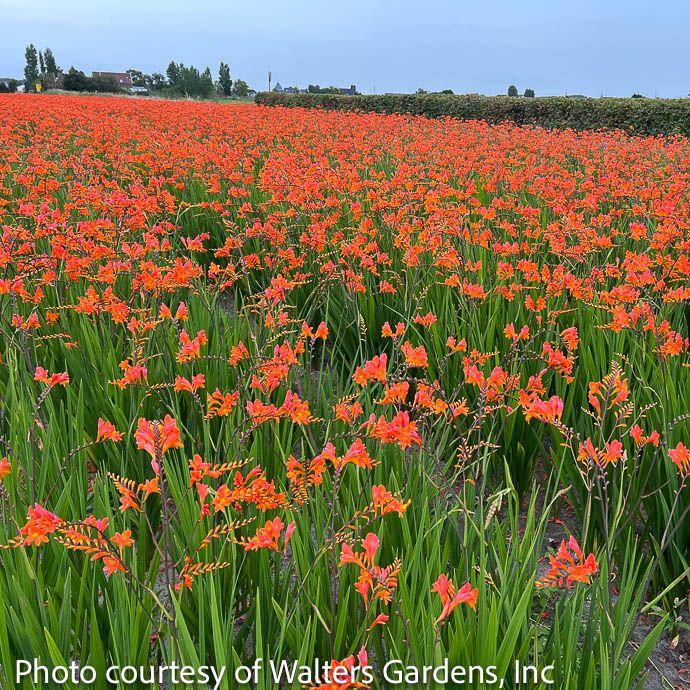 #1 Crocosmia Peach Melba/ Montbretia