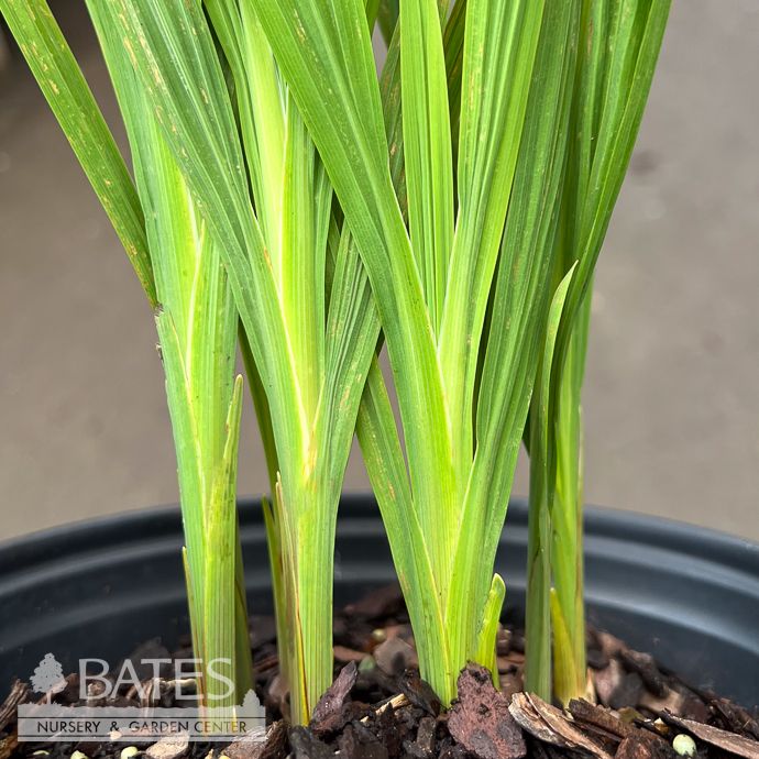 #1 Crocosmia Peach Melba/ Montbretia