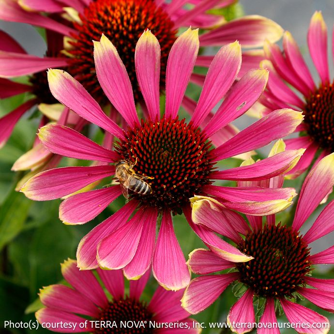 #1 Echinacea x Prima &#39;Spider&#39;/ Coneflower