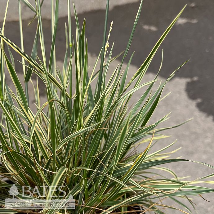#1 Grass Festuca PW Perfect Edging/ Variegated Fescue