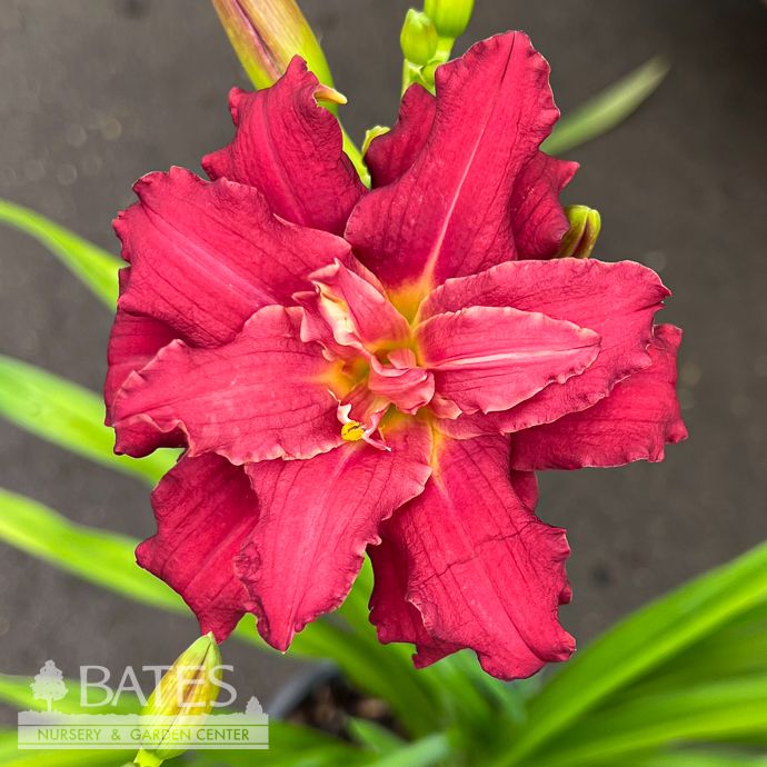 #1 Hemerocallis Double Pardon Me/ Red Daylily