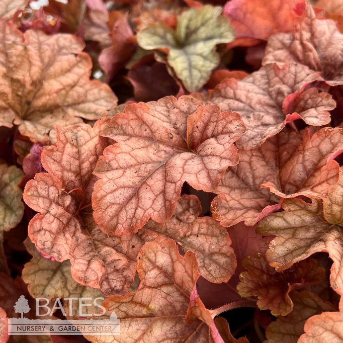 #1 Heucherella Copper Cascade/ Trailing
