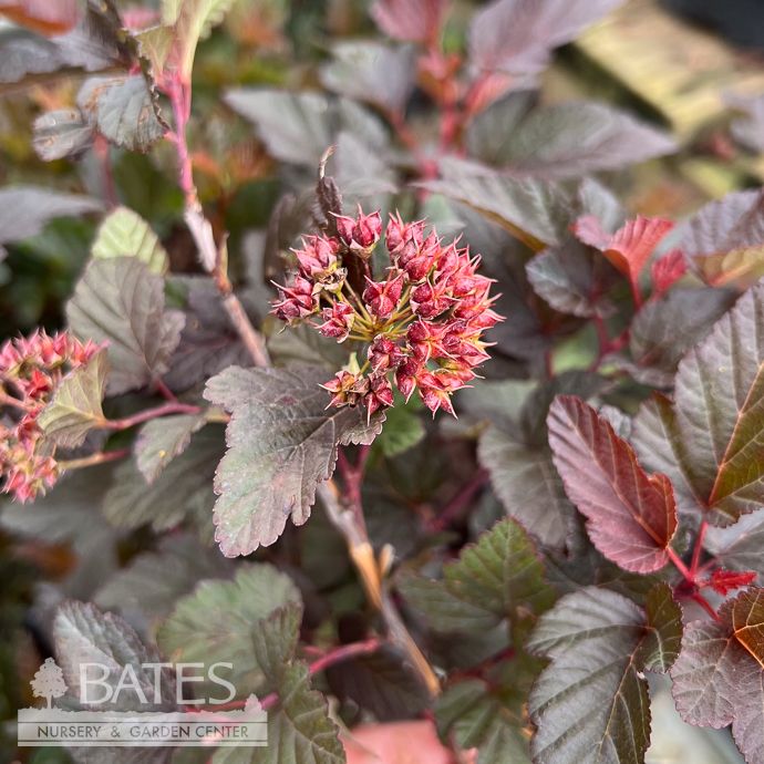 #2 Physocarpus opul Lady In Red/ Ninebark Native (TN)