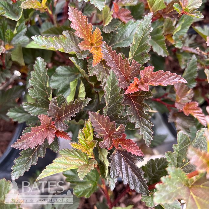 #2 Physocarpus opul Red Baron/ Ninebark Native (TN)