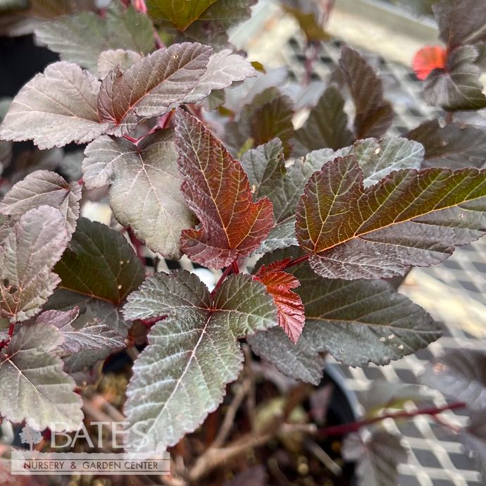 #2 Physocarpus opul Lady In Red/ Ninebark Native (TN)