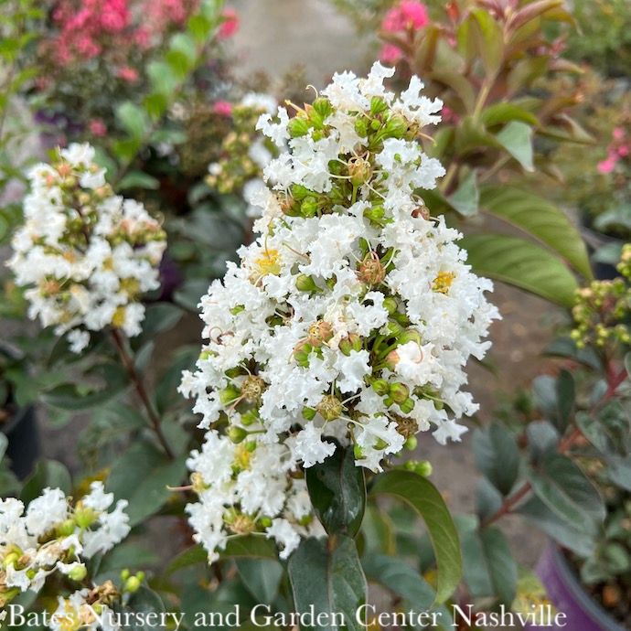 #3 Lagerstroemia Enduring Summer &#39;White&#39;/ Dwarf Crape Myrtle