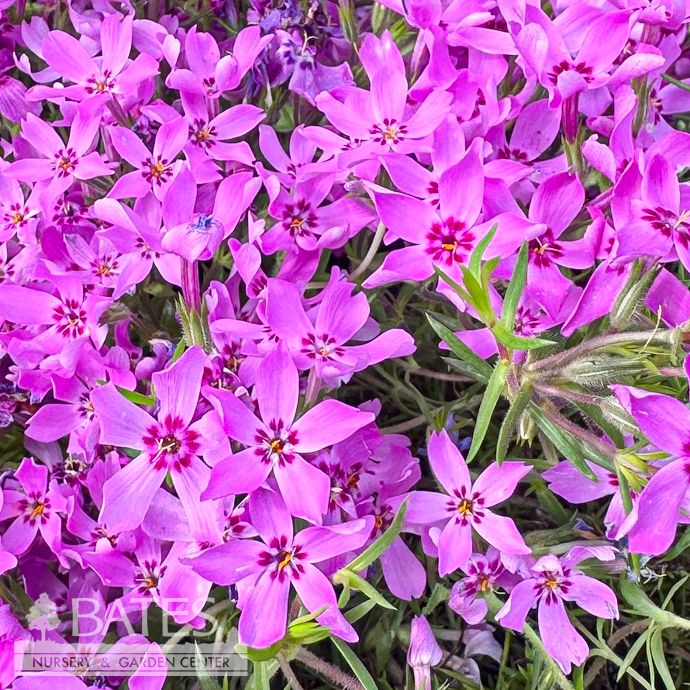 QP Phlox sub Crimson Beauty/ Creeping Native (TN)