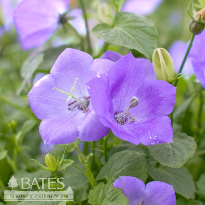 #1 Campanula carp PW Rapido Blue/ Bellflower