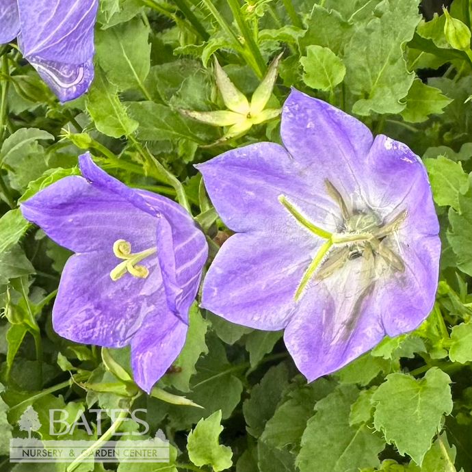 #1 Campanula carp PW Rapido Blue/ Bellflower