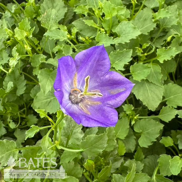 #1 Campanula carp PW Rapido Blue/ Bellflower