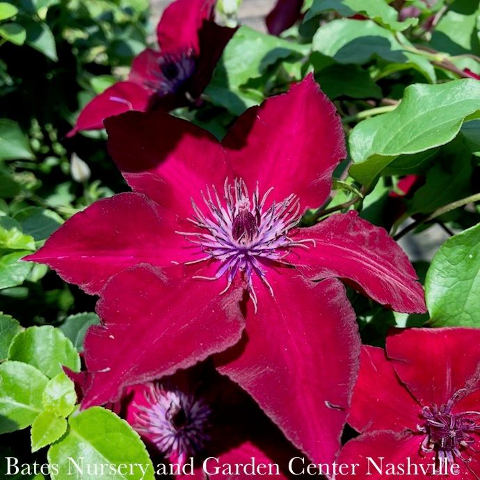 #1 Clematis viticella Boulevard &#39;Nubia&#39;/ Red