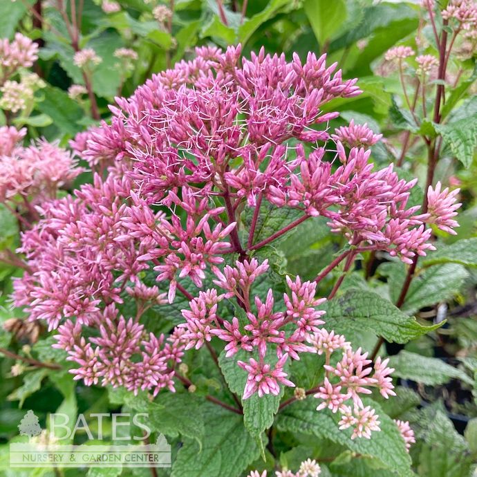 #1 Eutrochium (Eupatorium) dubium Little Joe/ Joe Pye Weed Native (R)