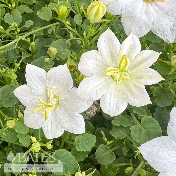 #1 Campanula carp PW Rapido White/ Bellflower