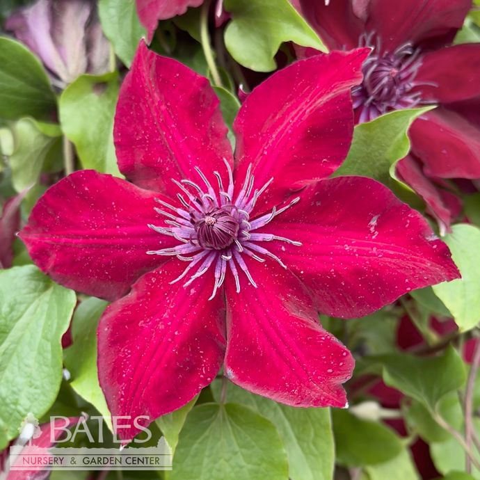 #2 Staked Clematis viticella Boulevard &#39;Nubia&#39;/ Red