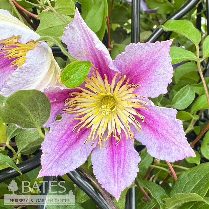 #1 Clematis Piilu (Little Duckling)/ Semi-double Pink