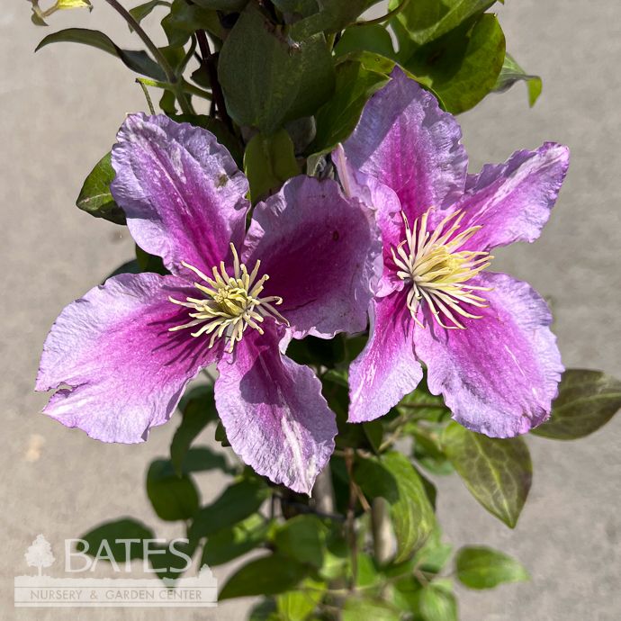 #1 Clematis Piilu (Little Duckling)/ Semi-double Pink