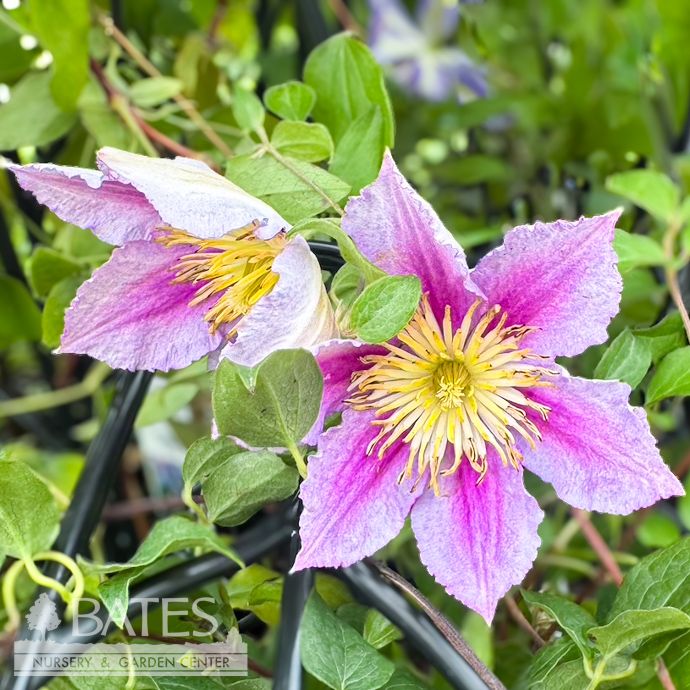 #1 Clematis Piilu (Little Duckling)/ Semi-double Pink