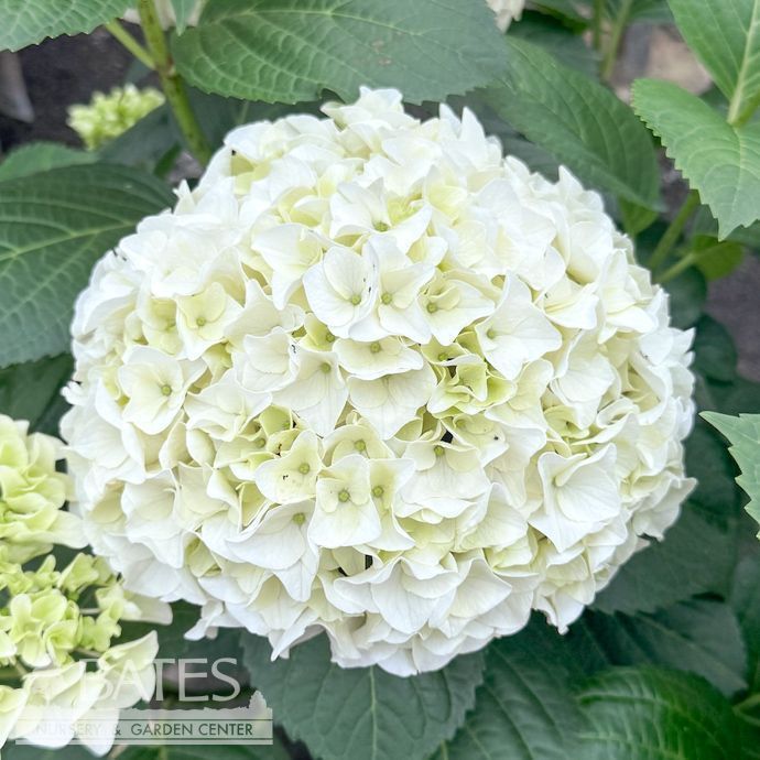 美品OHGA FLOWER PUFF ホワイト　クリーニング済 4984752015.jpg