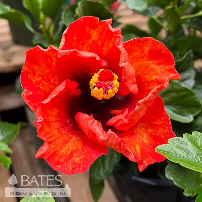 Tropical #3 Hibiscus PW Hollywood &#39;Sunset Boulevard&#39;/ Orange - No Warranty