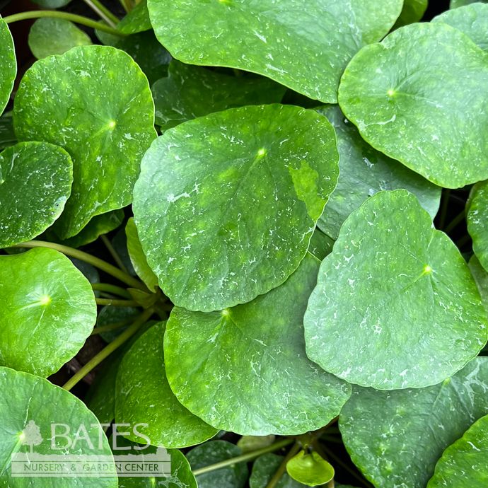 4p! Pilea peperomioides Sugar/ Chinese Money Plant /Tropical