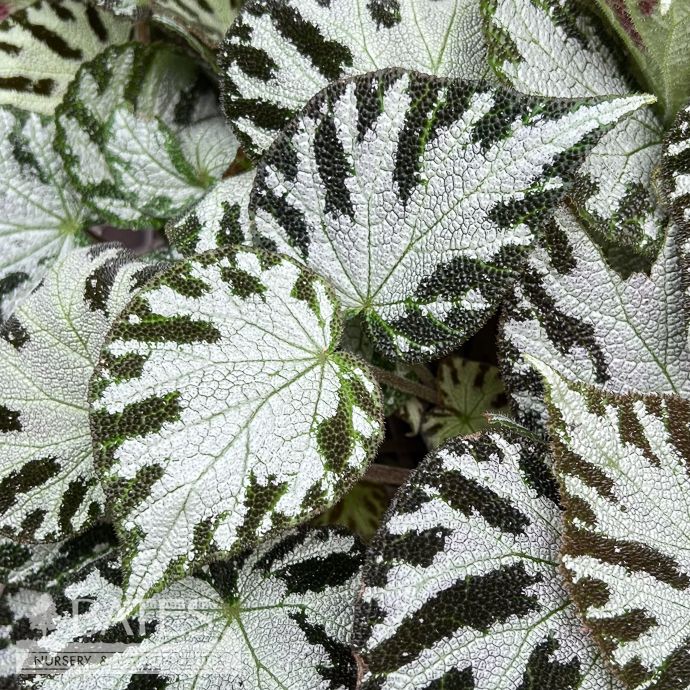 4p! Begonia Silver Jewel  /Tropical