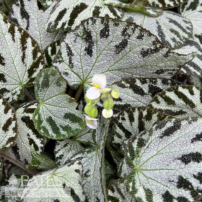 4p! Begonia Silver Jewel  /Tropical