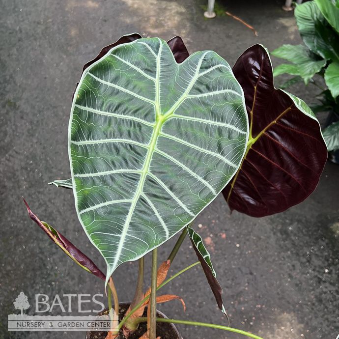 6p! Alocasia Watsoniana /Elephant Ear /Tropical