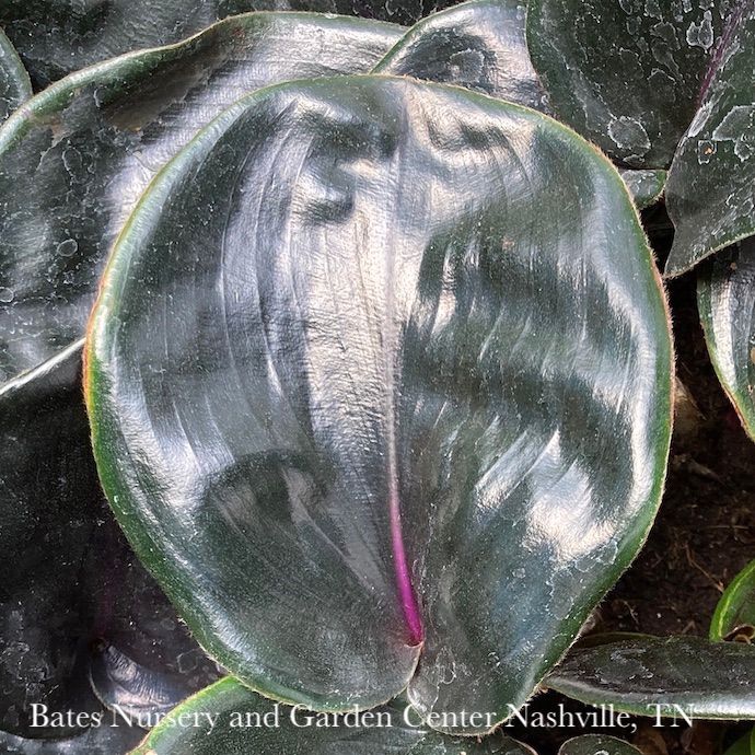 6p! Geogenanthus Ciliates /Tropical