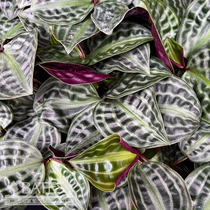 4p! Geogenanthus Poeppigii/ Seersucker Plant /Tropical