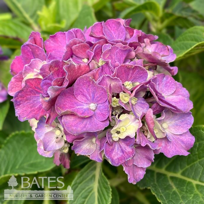 #2 Hydrangea mac Wee Bit Grumpy/ Bigleaf Bright Red to Purple